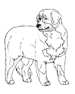 Bernese Mtn Dog