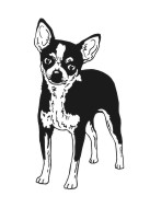 Chihuahua 3