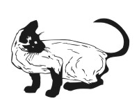 Siamese Cat