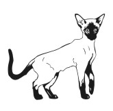 Siamese Cat 2