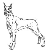 Dog Drawings for Engraving